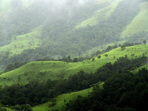 അറബിക്കയും റോബസ്റ്റയും