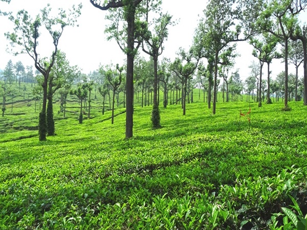 ചിത്തിരപുരം വ്യൂ പോയിന്റ്