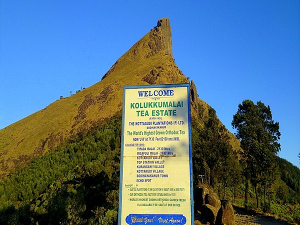 ഉയരത്തിലെ തേയിലത്തോട്ടം