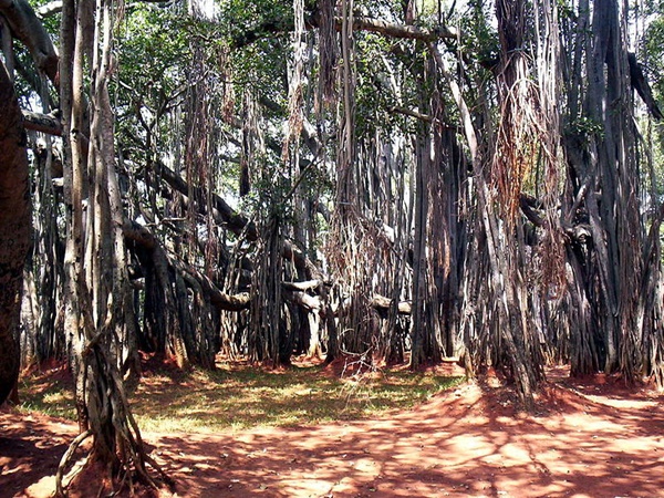 അത്ഭുത ശക്തിയുള്ള മരം