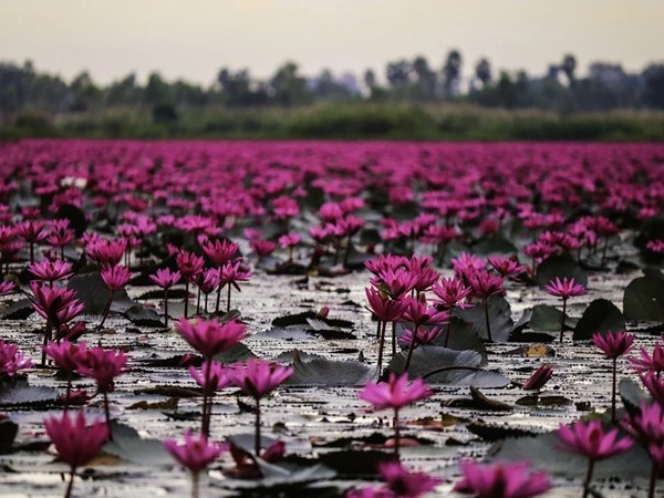 Tirurangadi in Malappuram Witness Water Lily Blooming Tirurangadi in Malappuram Witness Water Lily Blooming