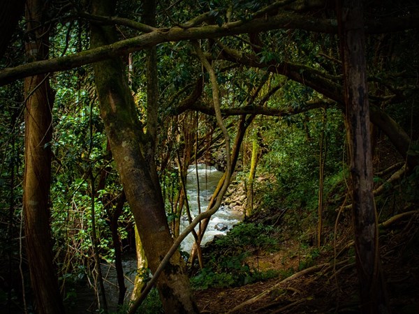 ആമസോണ് മഴക്കാടുകള്