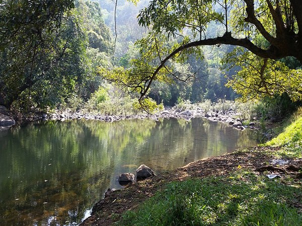 കാഞ്ഞിരക്കൊല്ലി