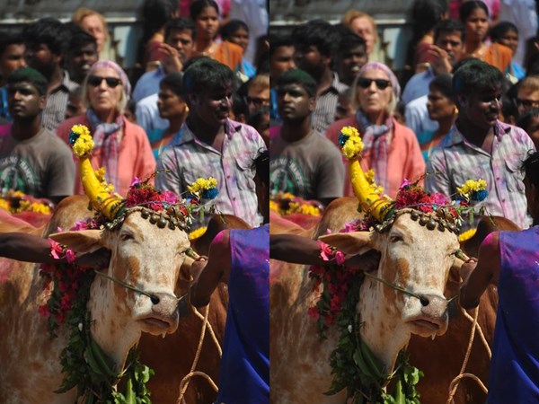 മാട്ടുപ്പൊങ്കല്