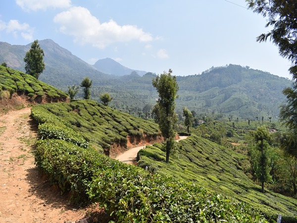 Sight Seeing Service From Munnar To Kanthallur Sight Seeing Service From Munnar To Kanthallur