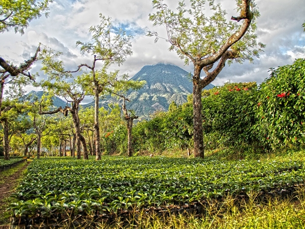 കൂര്ഗ്