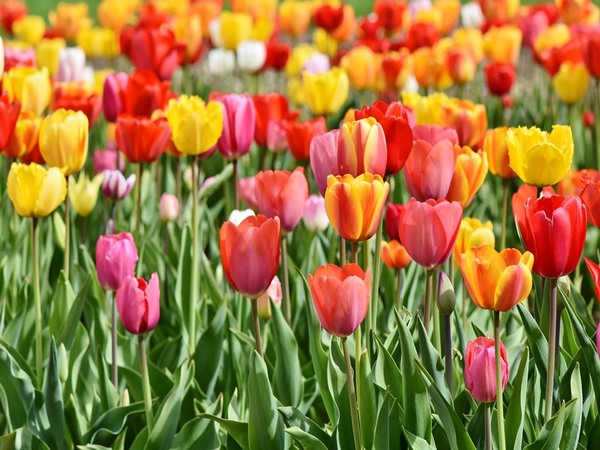 Tulip Tulip