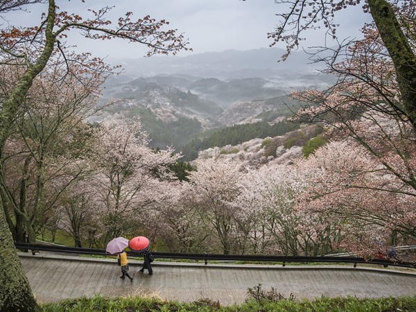 Cherry Blossom Season in Japan Arrives Earlier Than Normal, Cherry Blossom Season in Japan Arrives Earlier Than Normal,