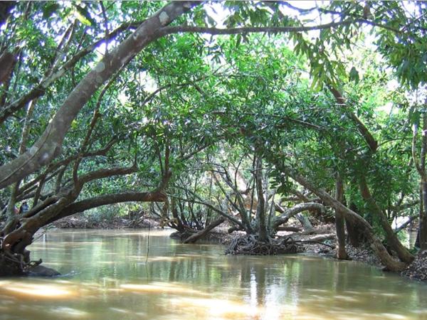 കുറുവാ ദ്വീപ്