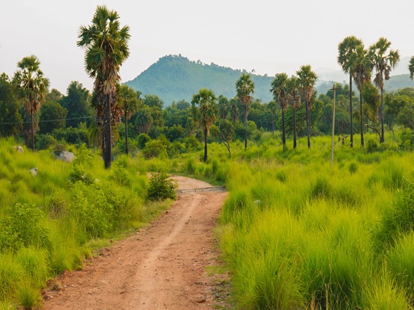 ഗോരുമാര