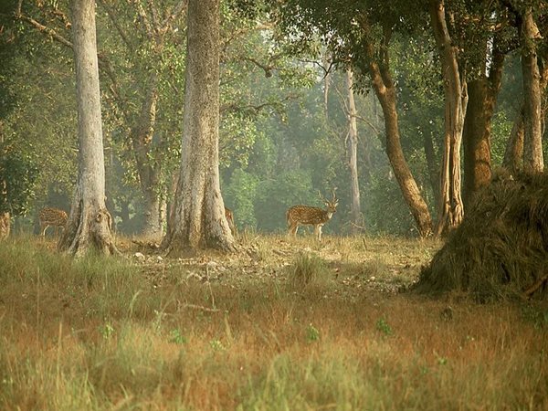 കന്ഹാ ദേശീയോദ്യാനം