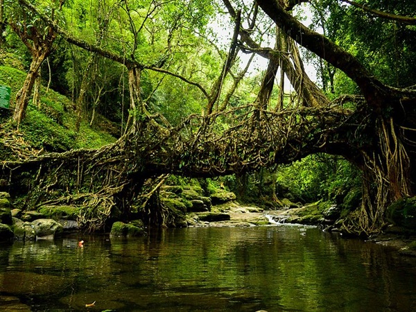 ഡാര്ജലിങ്ങില്ല, മൗലിനോങ്