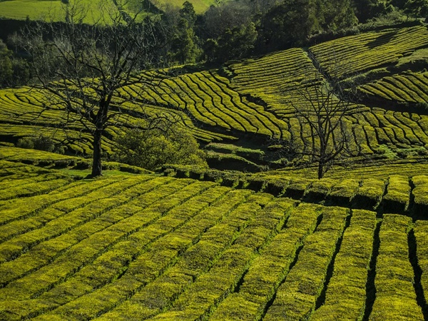 ഇന്ത്യയുടെ തേയില തലസ്ഥാനമായ ജോര്ഹട്ട്