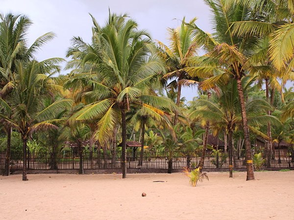 മാരാരി കേരള