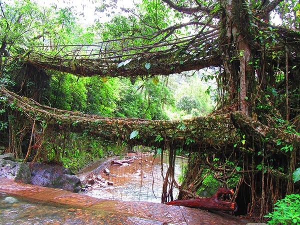 ജീവനുള്ള വേരുകള്
