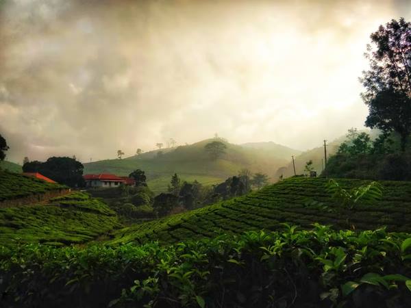 പൈന് ഫോറസ്റ്റ്