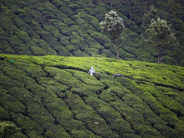ഗ്ലെന്ബെണ് ടീ എസ്റ്റേറ്റ്,പശ്ചിമ ബംഗാള്