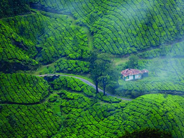 ഗതൂംഗ ടീ എസ്റ്റേറ്റ്, അസം