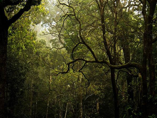എലിഫന്റ് സോങ് ട്രെക്കിങ് ട്രെയില്