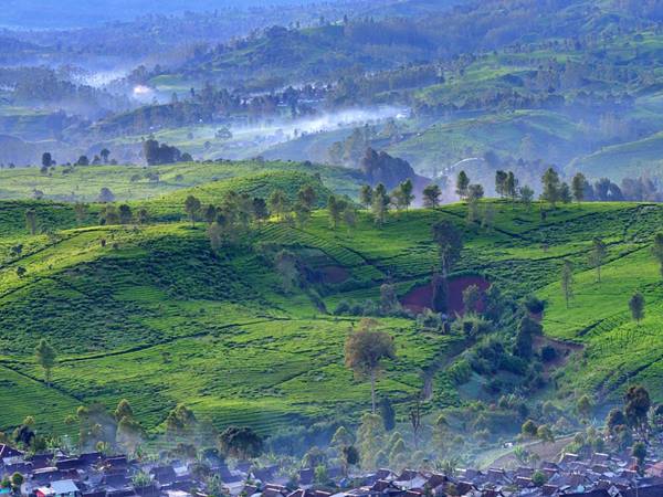 കൊളക്കുമല എസ്റ്റേറ്റ്, ടീ ഫാക്റ്ററി