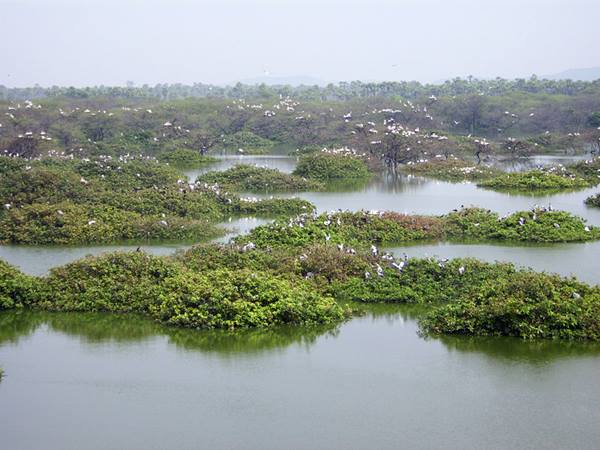 വേടന്താങ്കൽ പക്ഷി സങ്കേതം