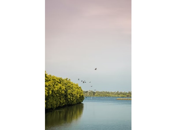 കുമ്പളങ്ങി മാതൃക വിനോദസഞ്ചാര ഗ്രാമം