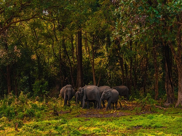 മാനസ് ദേശീയോദ്യാനം