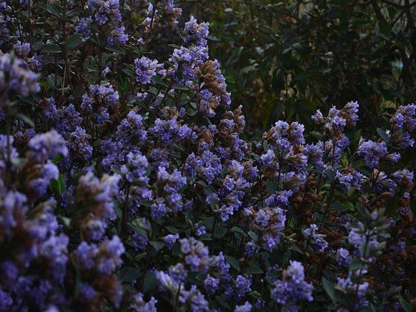 Neelakurinji Blooming In Kallipara Neelakurinji Blooming In Kallipara