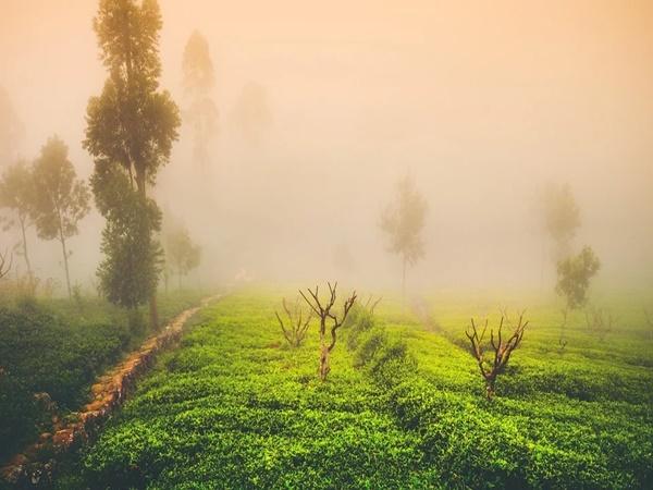 കോപ്പ