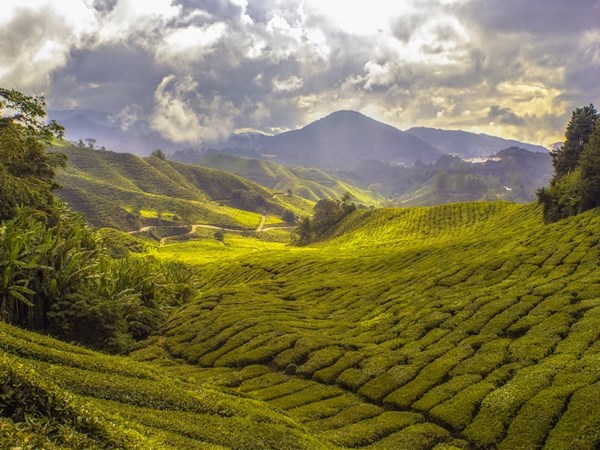 മൂന്നാർ