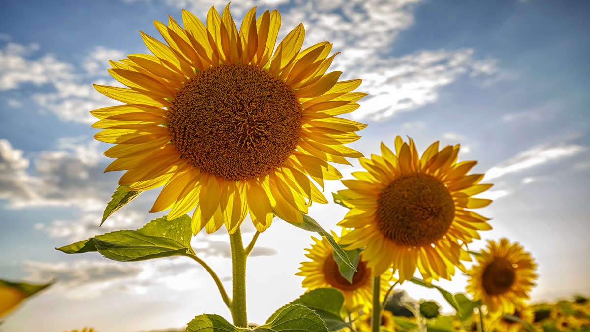 Sunflower Blooms In Agarakattu in Shengottai Tamil Nadu One Day Trip