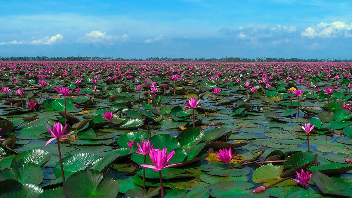 Malarikkal Ambal Tourism In KottayamVisit Pink Water Lily Bloom