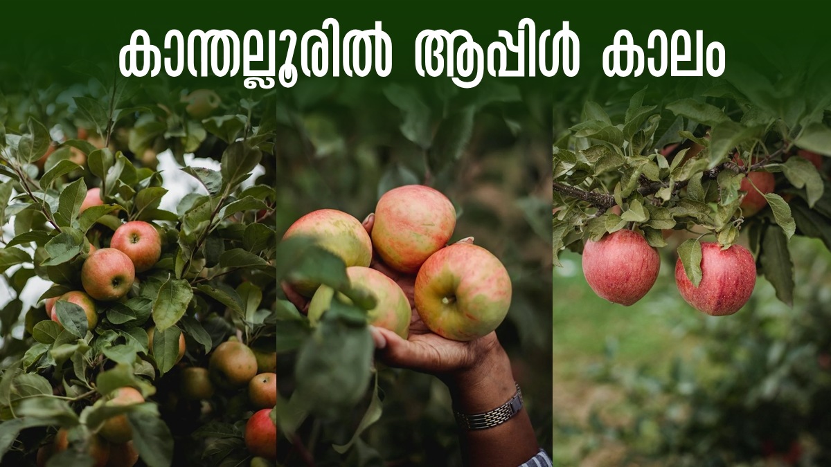 Kanthalloor Is Ready With Apple Farms, Best Time To Visit, details